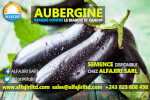 semence-aubergine-230422224838