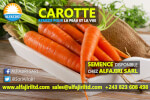 semence-carotte-230422223651